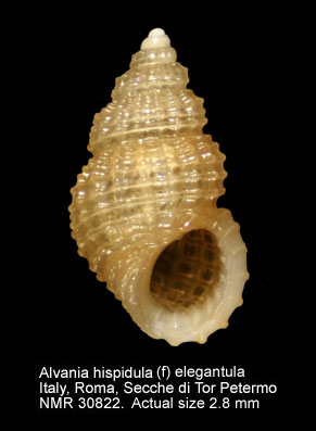 Alvania hispidula (f) elegantula.jpg - Alvania hispidula (f) elegantula(Nordsieck,1972)